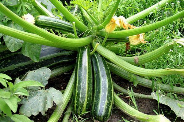 บวบสองลูก