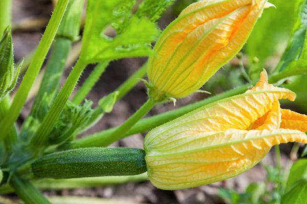 ดอกซูกินี่