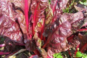 ทำไมใบบีทรูทถึงเปลี่ยนเป็นสีแดงและต้องทำอย่างไร