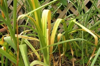 กระเทียมเริ่มเหลือง