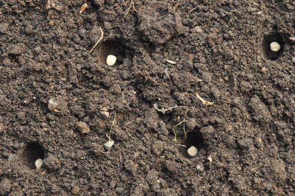 การปลูกถั่ว