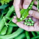 ถั่วเขียว