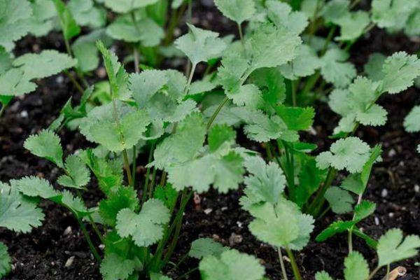 การดูแลผักชี