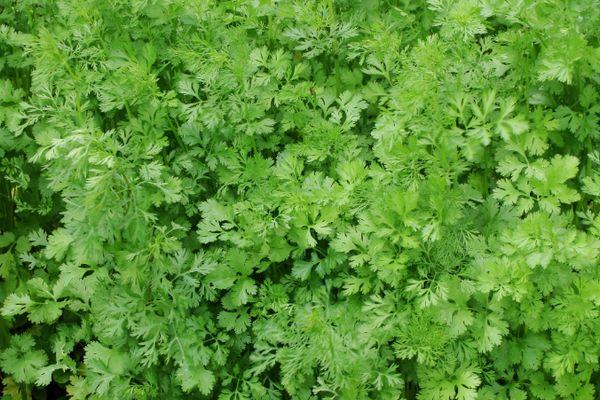 การเก็บเกี่ยวผักชี