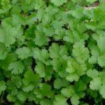 ผักชีสด