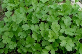 ผักชีสด