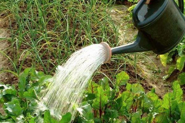 Arrosage des betteraves