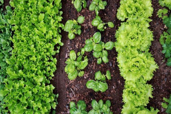 Prédécesseurs des betteraves