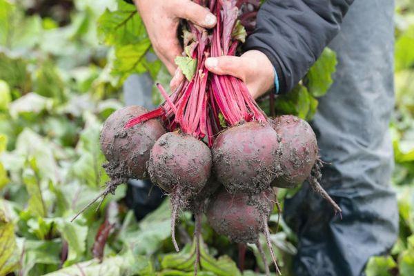 Récolte des betteraves