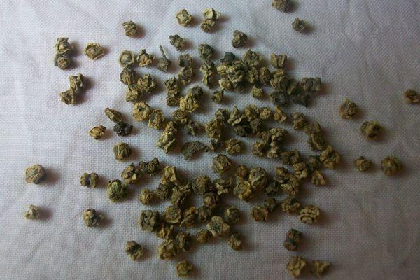 graines de betterave