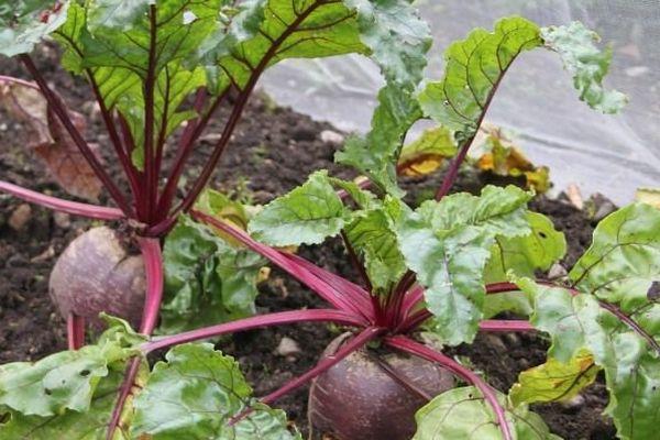 Betteraves au jardin