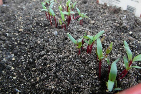 plants de betteraves