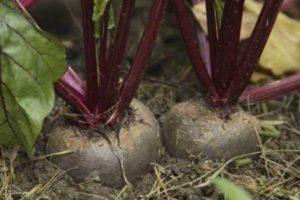 วิธีและเวลาที่เหมาะสมในการปลูกเมล็ดบีทรูทในพื้นที่โล่ง