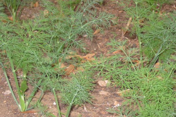 แปลงปลูกผักชีลาว