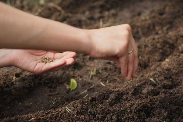 การหว่านเมล็ดผักชีลาว