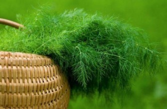 ผักชีลาวสด