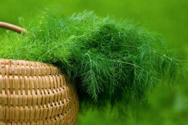 ผักชีลาวสด