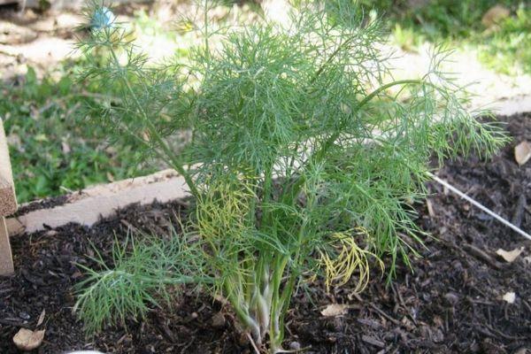 ผักชีลาวในสวน