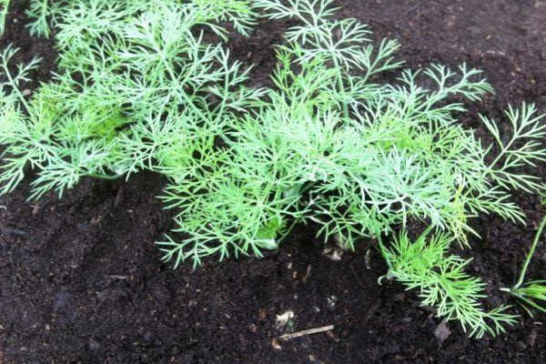 การปลูกผักชีลาว