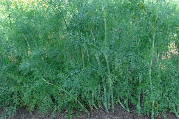 ผักชีลาวสุก