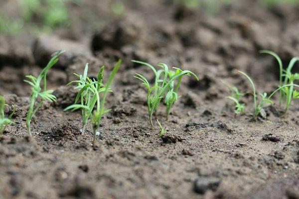 ถั่วงอกผักชีลาว