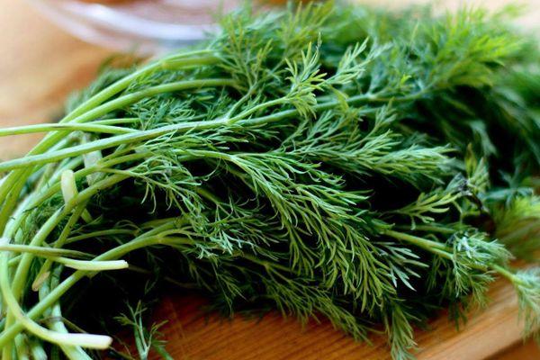 ผักชีลาวสด