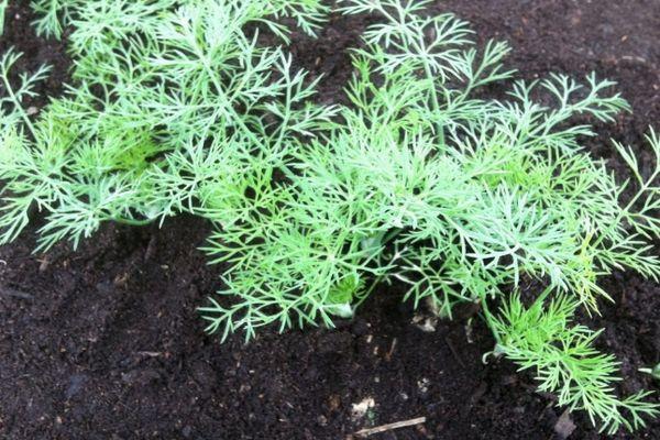 การปลูกผักชีลาว