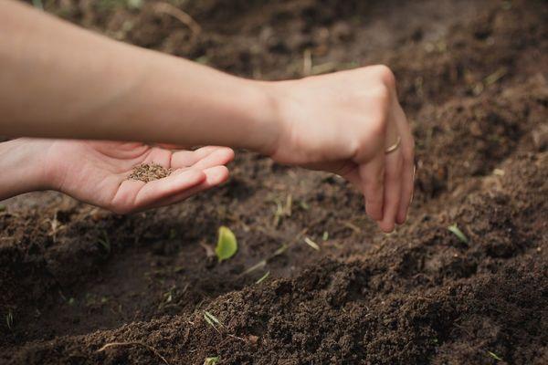 การหว่านเมล็ดผักชีลาว