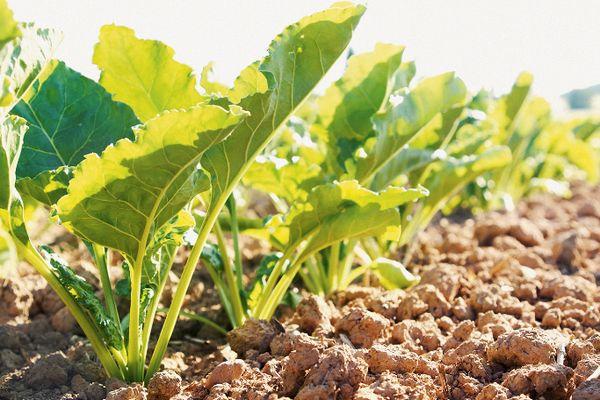 ต้นกล้าในดิน