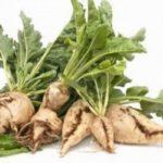 หัวบีทรูทสีขาว