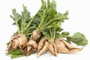 คำอธิบายพันธุ์หัวบีทน้ำตาล เทคโนโลยีการเพาะปลูก และสภาพการเจริญเติบโต