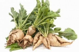 หัวบีทรูทสีขาว