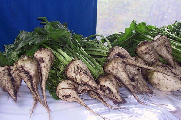 การเก็บเกี่ยวหัวบีท