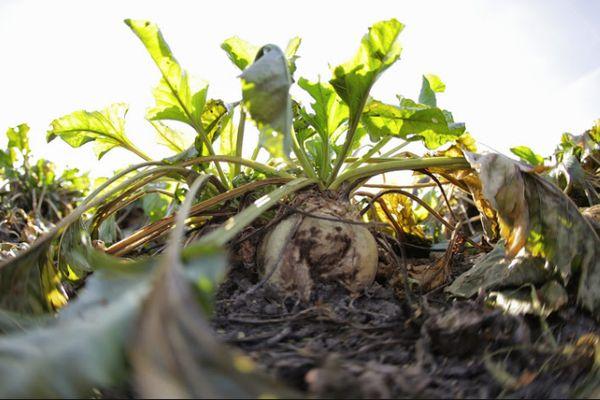 การดูแลหัวบีท