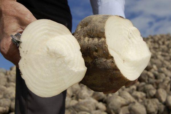 หัวบีทรูทหวาน