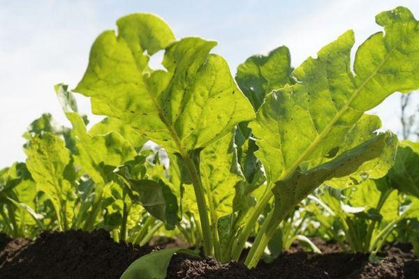 การปลูกหัวบีท