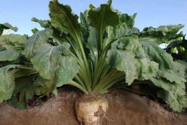 หัวบีทในดิน