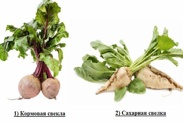 ประเภทของหัวบีท