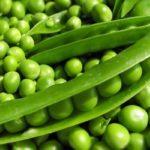 ถั่วลันเตาอ่อน