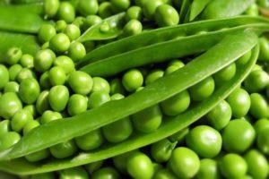 Description et caractéristiques des meilleures semences de variétés et types de pois