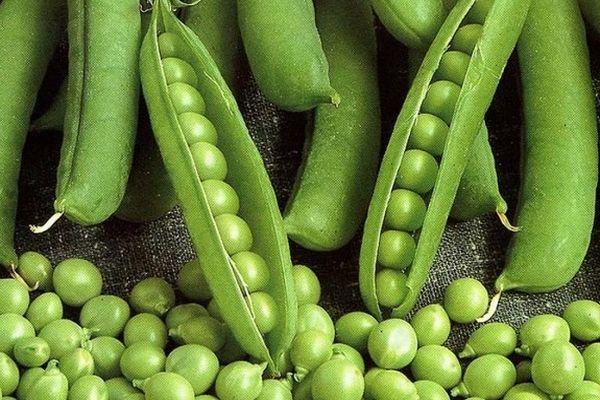 Petits pois de Salamanque