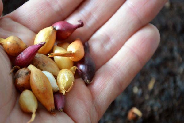 หัวสำหรับปลูก