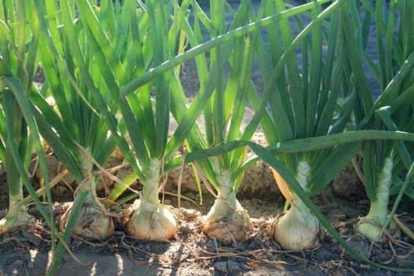 การปลูกหัวหอม