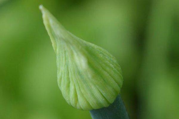 ลูกศรธนู