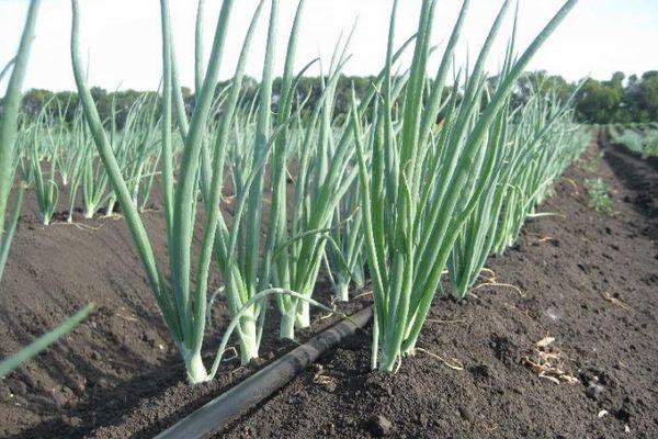 แปลงหัวหอม