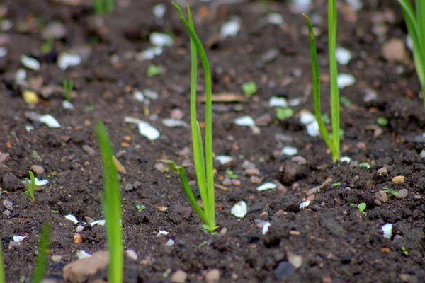 ถั่วงอกหัวหอม