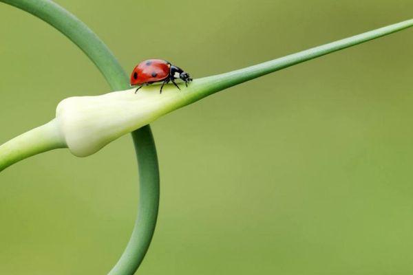 แมลงบนหัวหอม