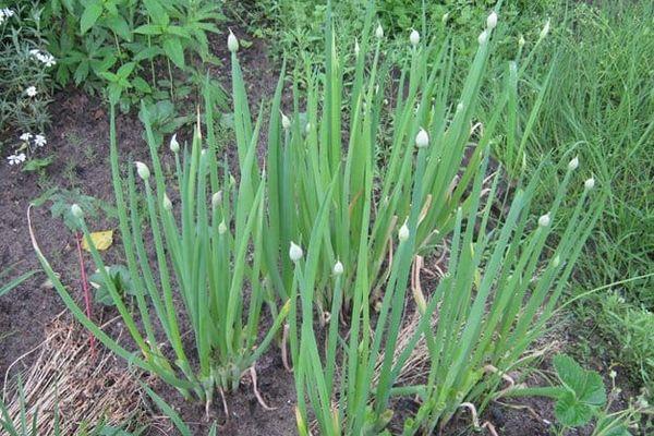 การยิงธนู