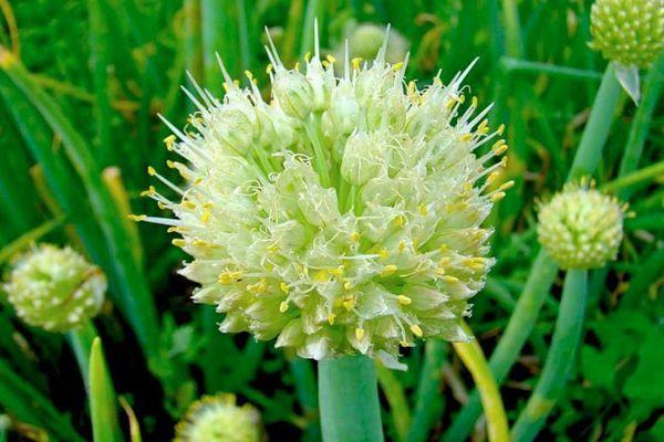 หัวหอมเวลส์