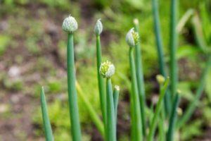 ทำไมหัวหอมจึงอาจเติบโตและต้องทำอย่างไร วิธีรักษาหัวหอม และจำเป็นต้องถอนทิ้งหรือไม่